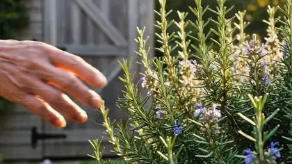 A hand brushing slowly through a rosemary bush beside a wooden shed door