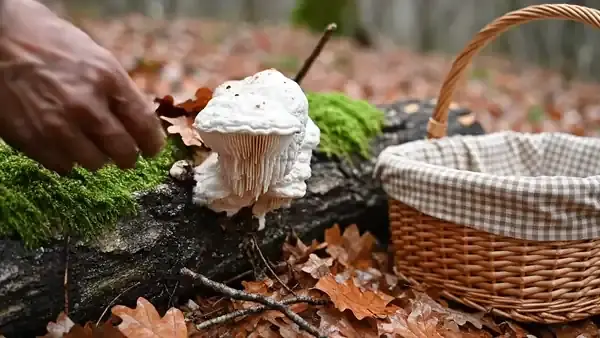 A hand lifting a white shaggy mushroom from a mossy log into a small wicker basket